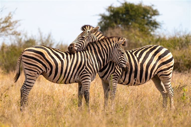 Mpumalanga - Im Reich der wilden Tiere ©nmessana/istock